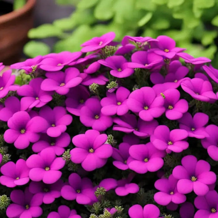 Aubrieta Seeds – Hardy Perennial
