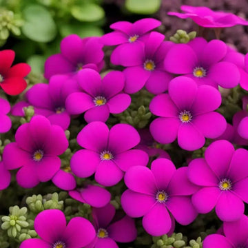 Aubrieta Seeds – Hardy Perennial
