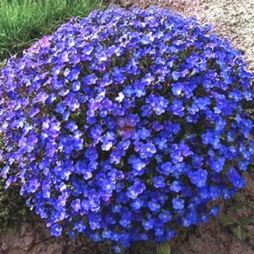 Aubrieta Seeds – Cascade Dark Blue
