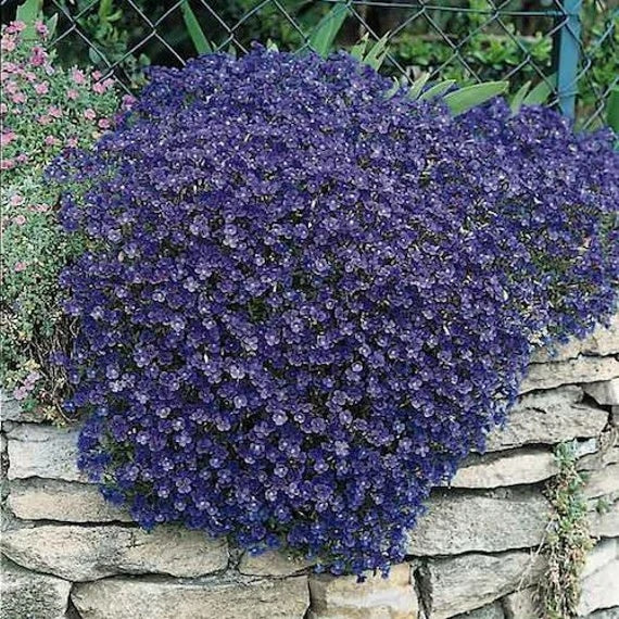 Aubrieta Seeds – Cascade Seasonal