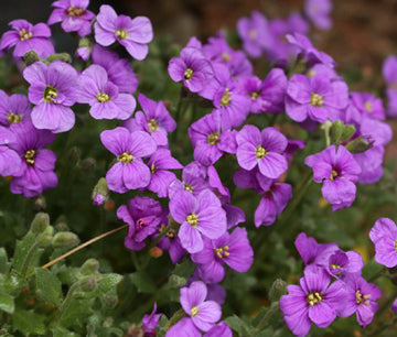 Aubrieta Seeds – Deltoidea Heirloom & GMO

