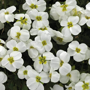 Aubrieta Seeds – White Rock Cascade
