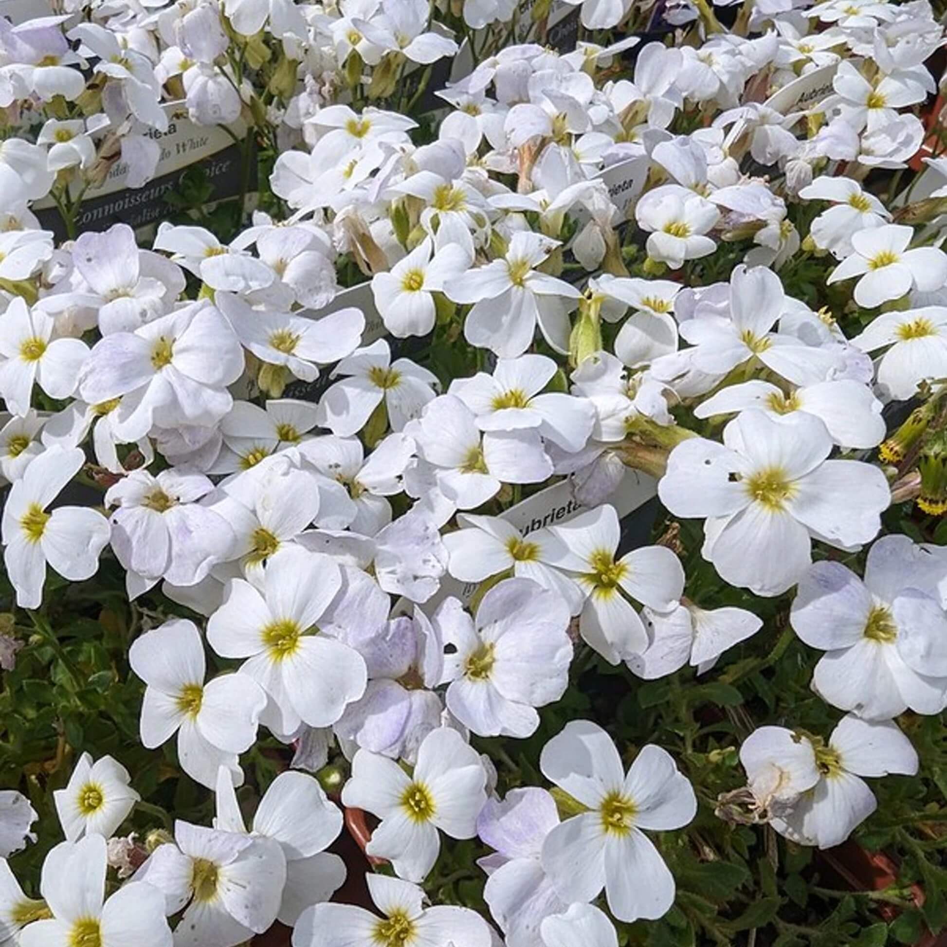 Aubrieta Seeds – White Rock Cascade