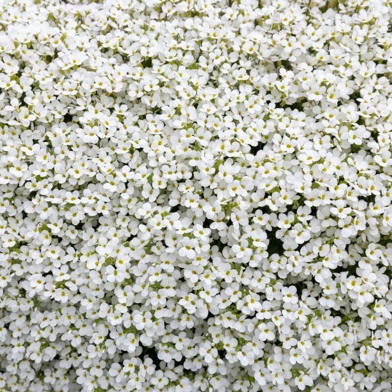 Aubrieta Seeds – White Rock Cascade