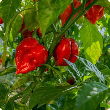 Authentic Caribbean Pepper Seeds