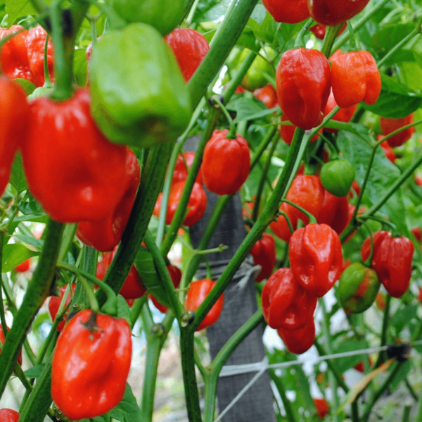 Authentic Caribbean Pepper Seeds