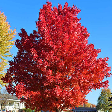 Maple Tree Seeds – Autumn Blaze
