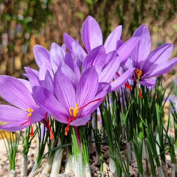 Autumn Crocus Seeds – Hardy Perennial Fall Bloomer
