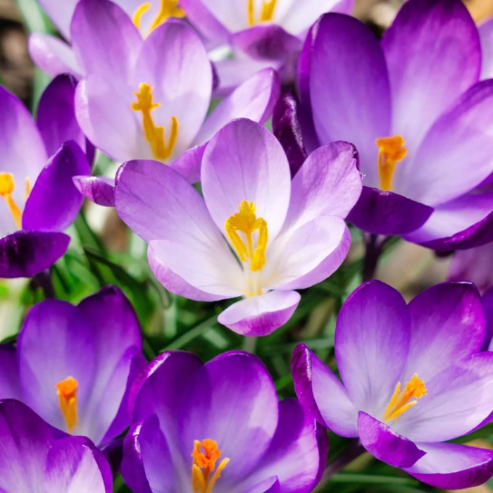 Autumn Crocus Seeds – Hardy Perennial Fall Bloomer

