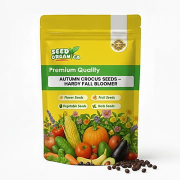 Autumn Crocus Seeds – Hardy Fall Bloomer