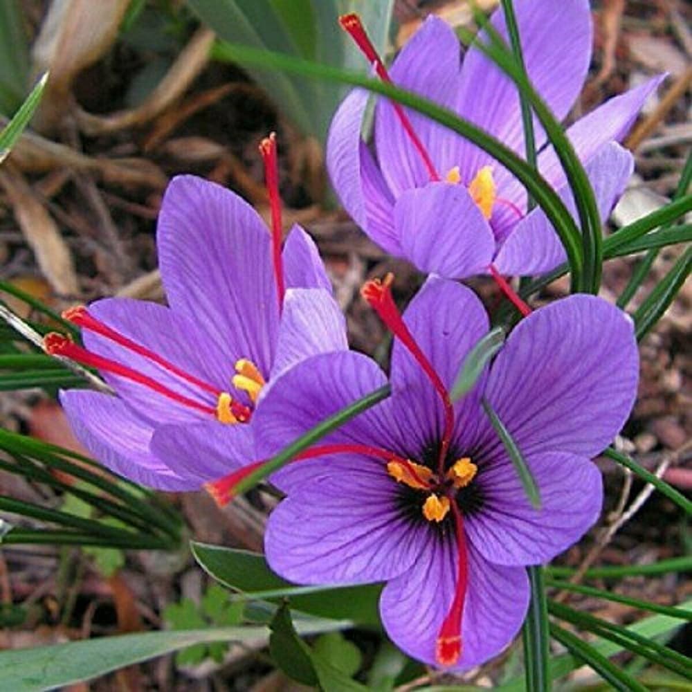 Autumn Crocus Seeds – Hardy Perennial Fall Bloomer
