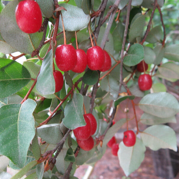 Autumn Olive Relative Seeds