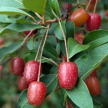 Autumn Olive Relative Seeds