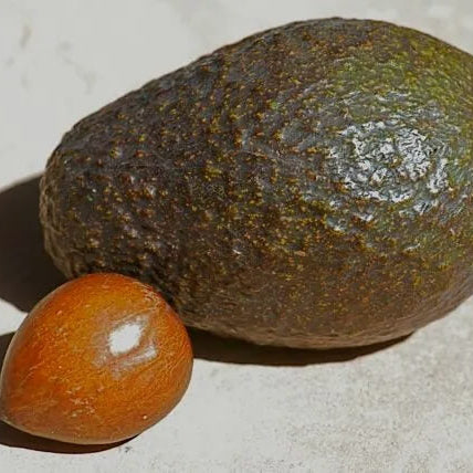 Avocado Seeds - Brown