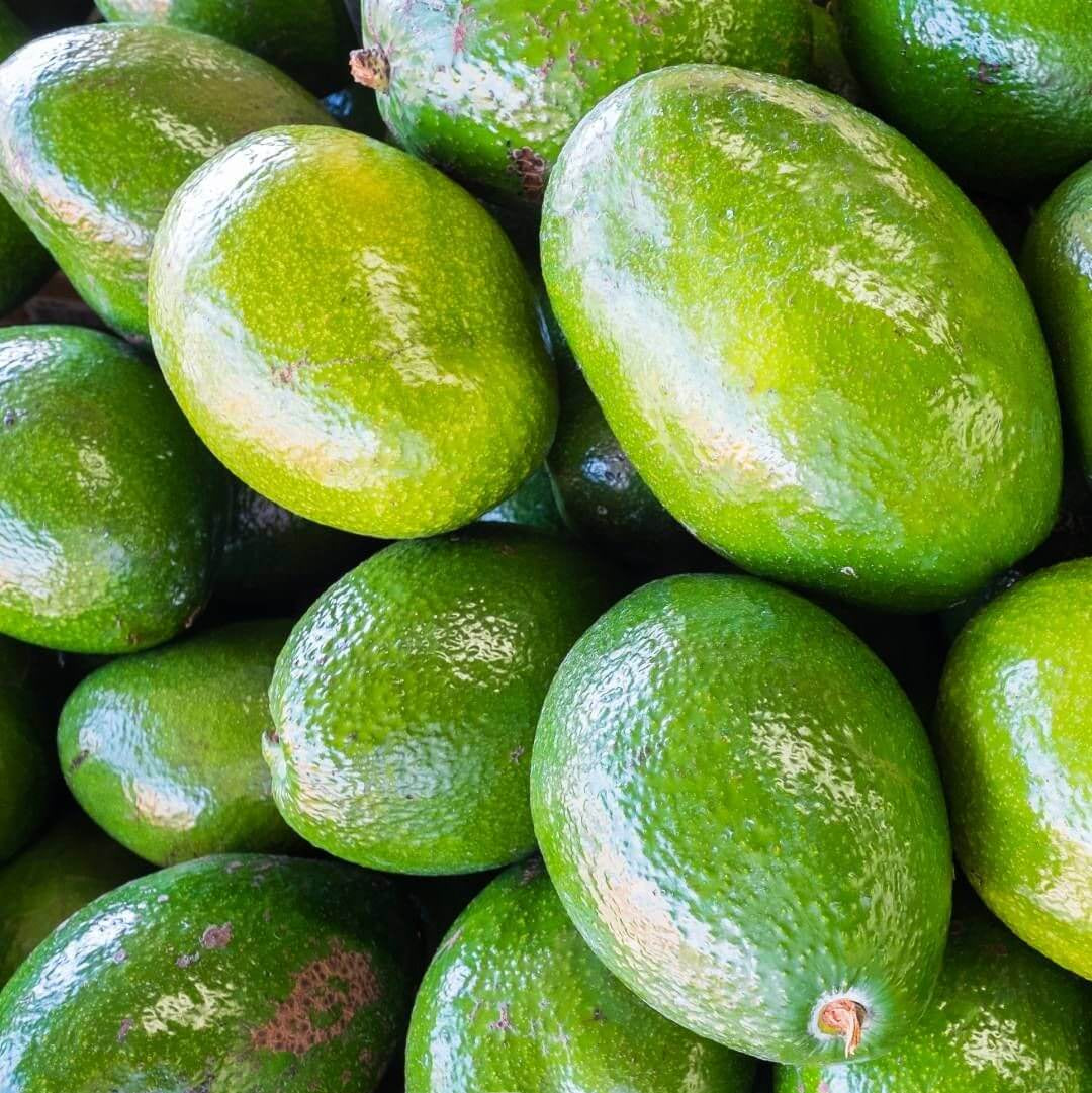 Avocado Seeds - Choquette