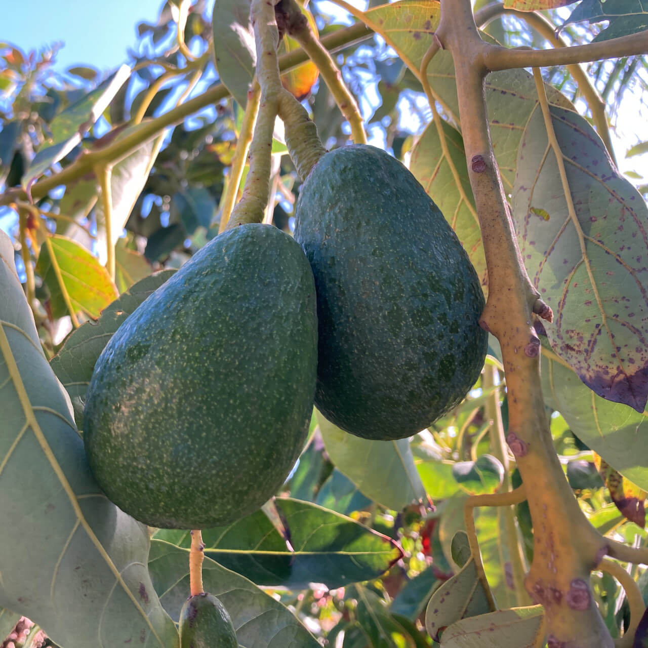 Avocado Seeds - Fuerte