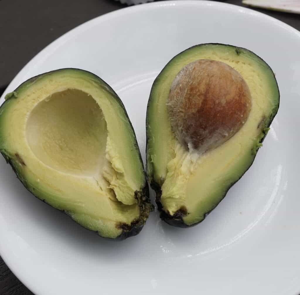 Avocado Seeds - Mexicola