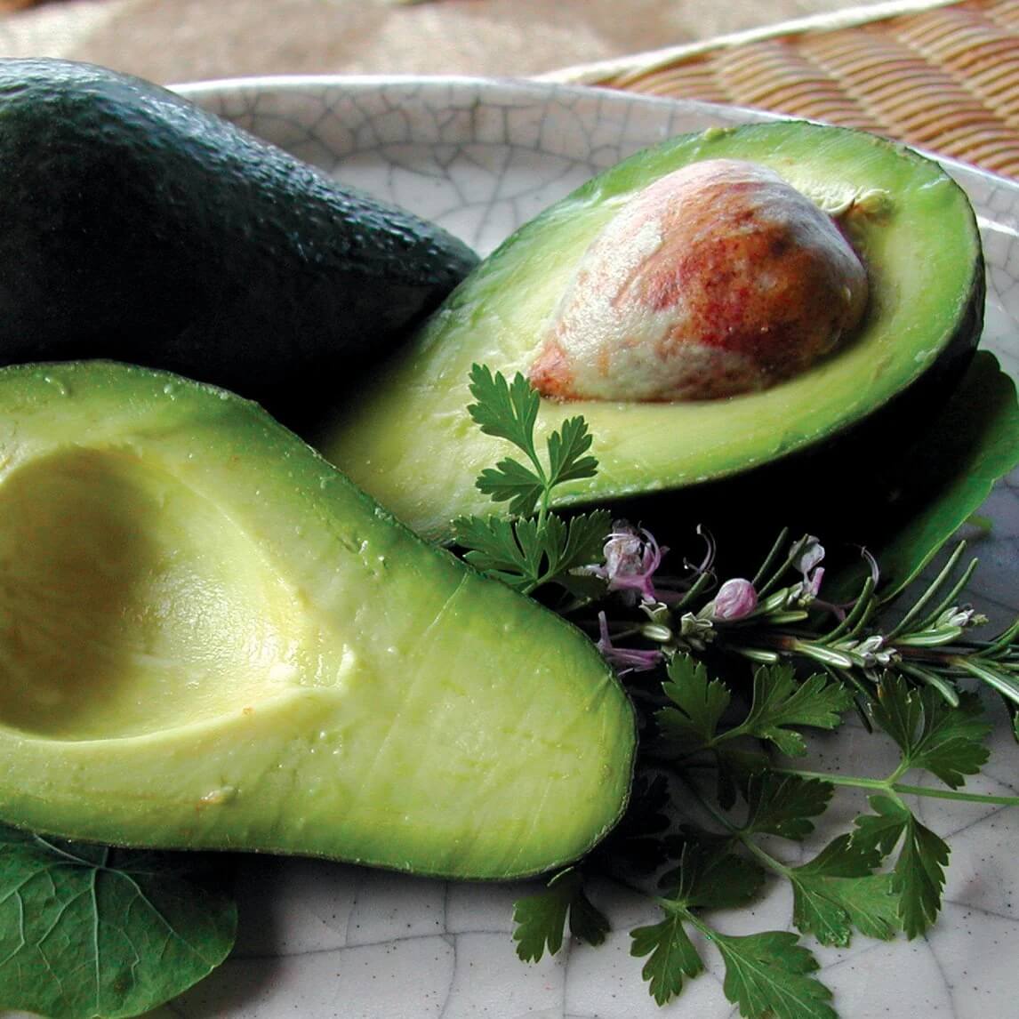 Avocado Seeds -  Wurtz Littlecado