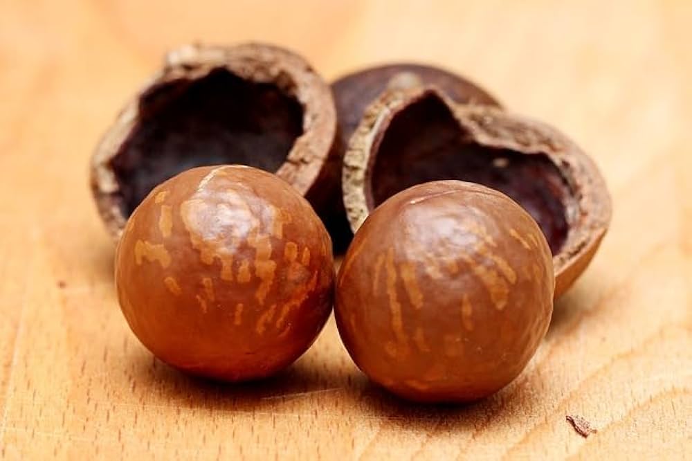 Avocado Seeds – Brown Coldhardy
