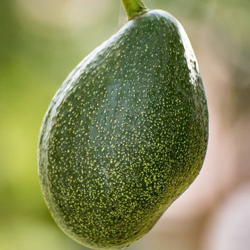 Avocado Seeds - Choquette