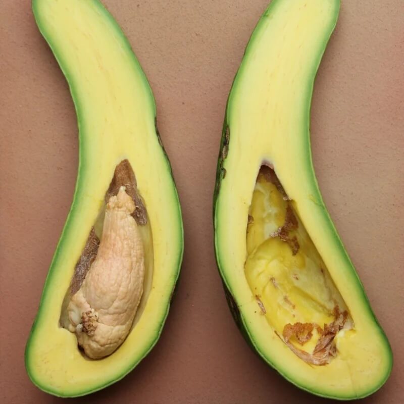 Avocado Seeds - Russell