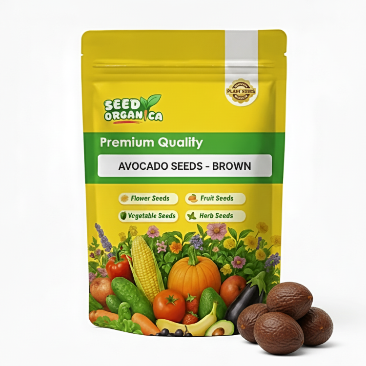 Avocado Seeds - Brown