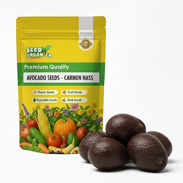 Avocado Seeds - Carmen Hass