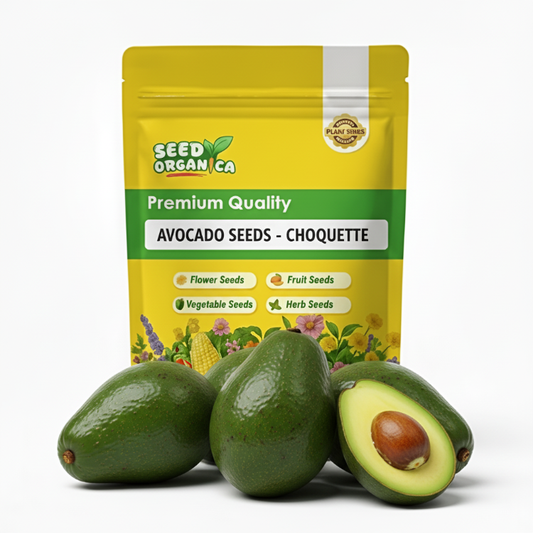 Avocado Seeds - Choquette
