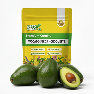 Avocado Seeds - Choquette