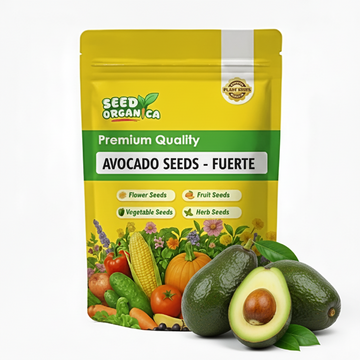 Avocado Seeds - Fuerte