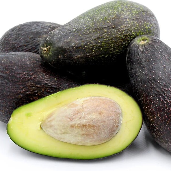 Avocado Seeds - Mexicola