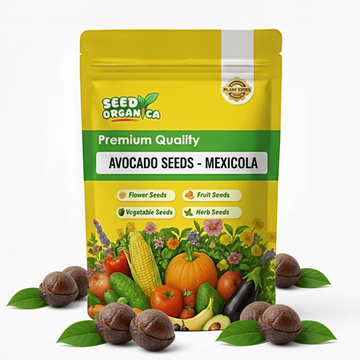 Avocado Seeds - Mexicola