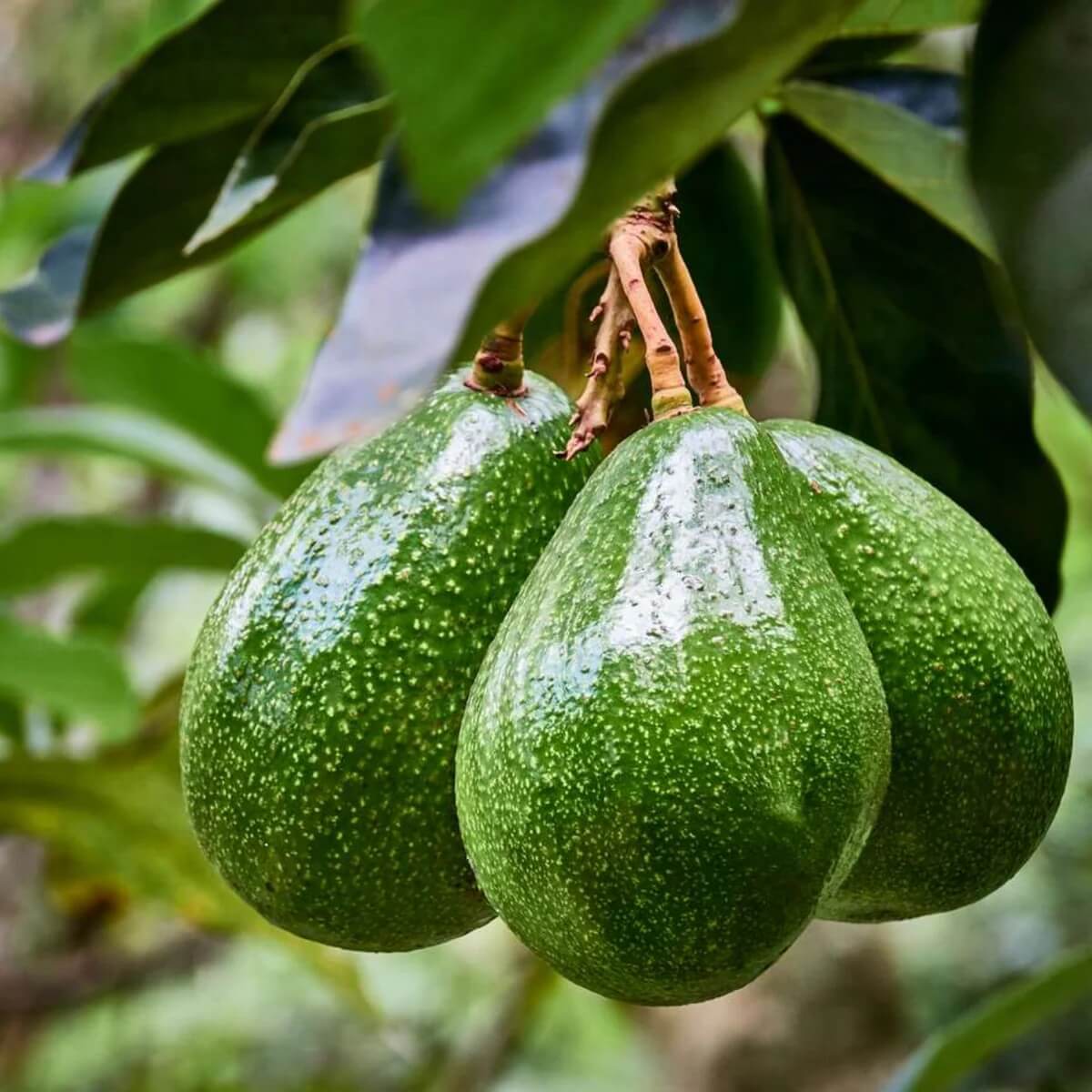 Avocado Seeds - Persea americana
