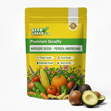 Avocado Seeds - Persea americana