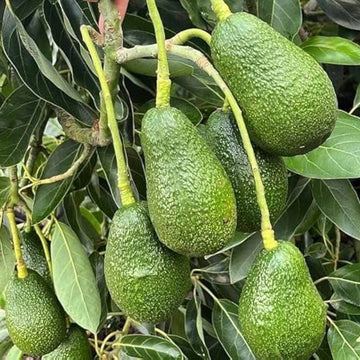 Avocado Seeds - Pinkerton