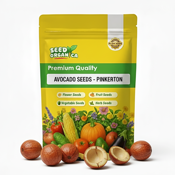 Avocado Seeds - Pinkerton
