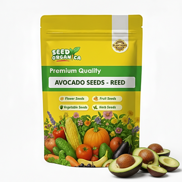 Avocado Seeds - Reed