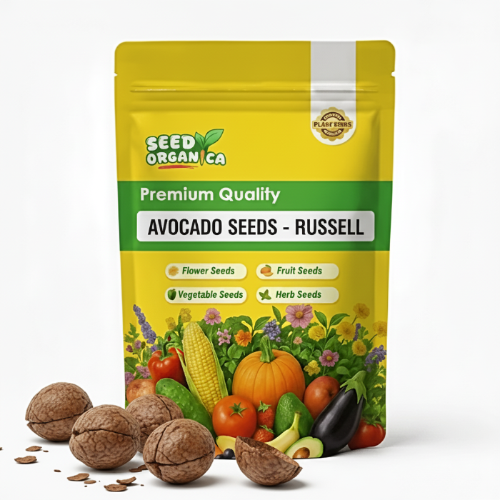 Avocado Seeds - Russell