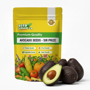 Avocado Seeds - Sir Prize