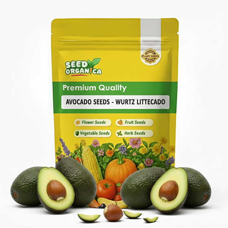 Avocado Seeds -  Wurtz Littlecado