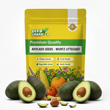 Avocado Seeds -  Wurtz Littlecado