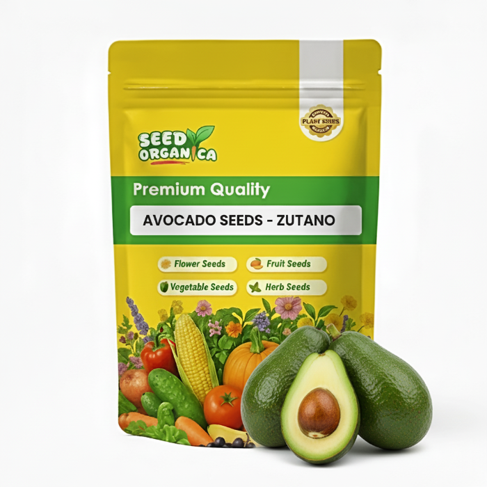 Avocado Seeds - Zutano