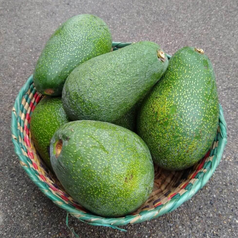 Avocado Seeds - Fuerte