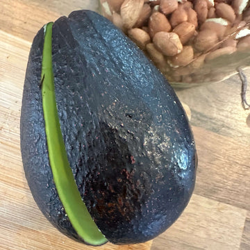 Avocado Seeds - Mexicola