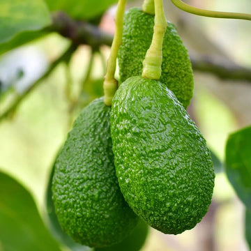 Avocado Seeds - Persea americana