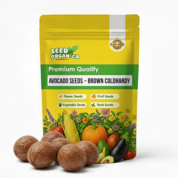 Avocado Seeds – Brown Coldhardy