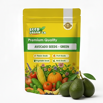 Avocado Seeds – Green