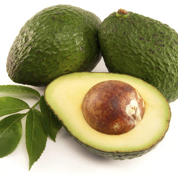 Avocado Seeds – Planting