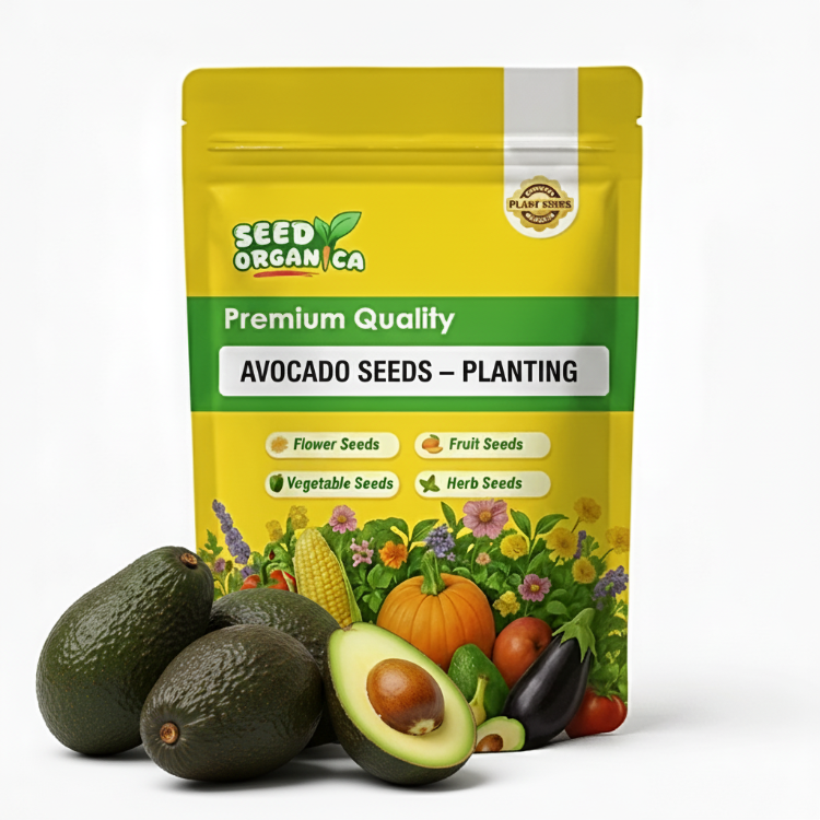 Avocado Seeds – Planting