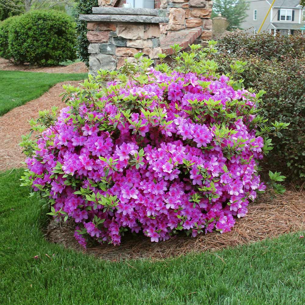 Azalea Seeds – Autumn Royalty
